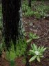 Hoya australis subsp rupicola-6.jpg
